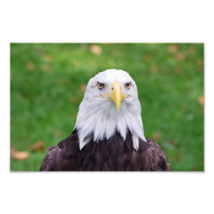 Eyes of a Bald Eagle Photo Print