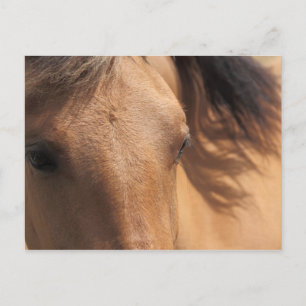 Eyes of a Brown Horse Postcard