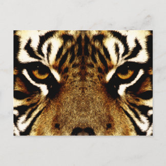 Eyes of a Tiger Postcard