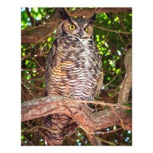 Eyes of the Night: Great Horned Owl Photo Print