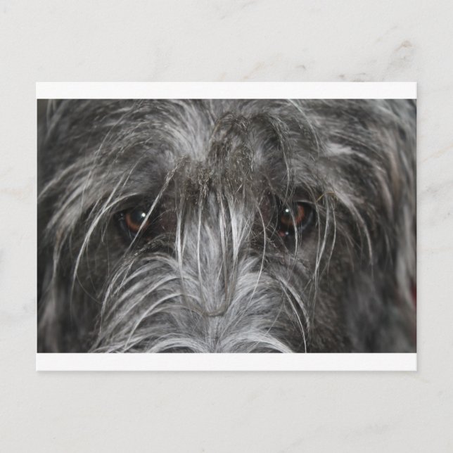 Eyes that mesmerize postcard (Front)