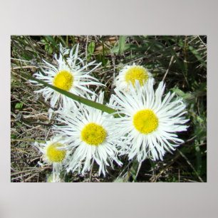 F10 White Wildflowers Tufted Fleabane Poster