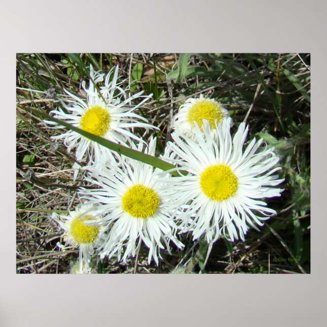 F10 White Wildflowers Tufted Fleabane Poster (Front)