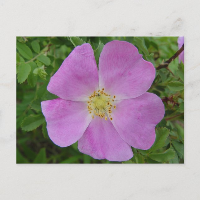 F11 Prairie Wild Rose "Rosa arkansana" Postcard (Front)