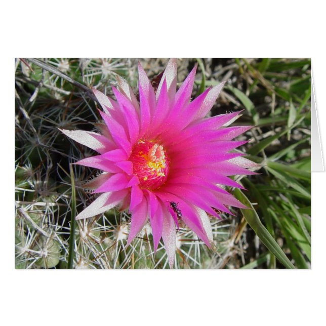 F12 Ball Cactus Flower "Escobaria vivipara" (Front Horizontal)