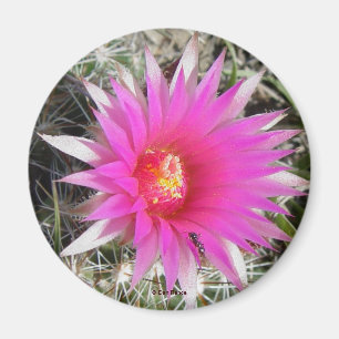 F12 Ball Cactus Flower "Escobaria vivipara" Magnet