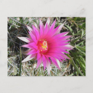 F12 Ball Cactus Flower "Escobaria vivipara" Postcard