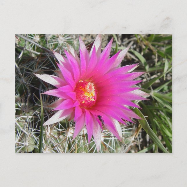 F12 Ball Cactus Flower "Escobaria vivipara" Postcard (Front)