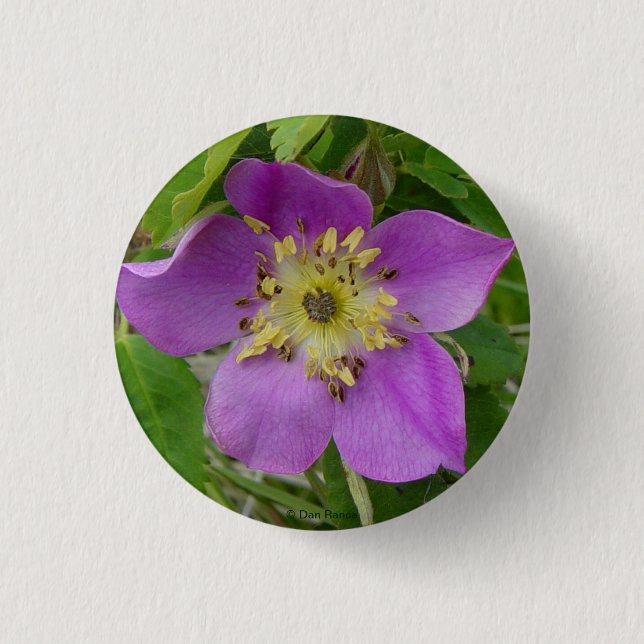 F13 Alberta Wild Rose Prickly Rose 1 Inch Round Button (Front)