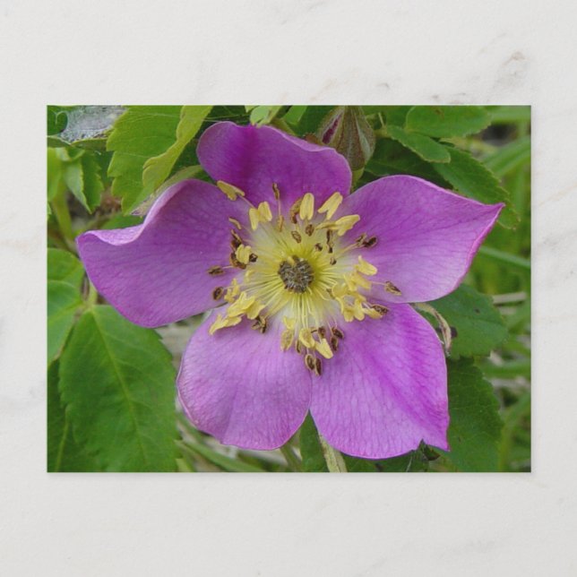 F13 Alberta Wild Rose  Prickly Rose Postcard (Front)