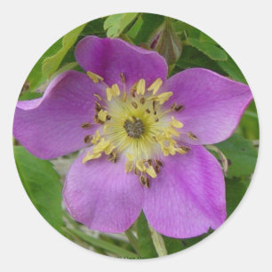 F13 Prickley Rose Alberta Wild Rose Classic Round Sticker