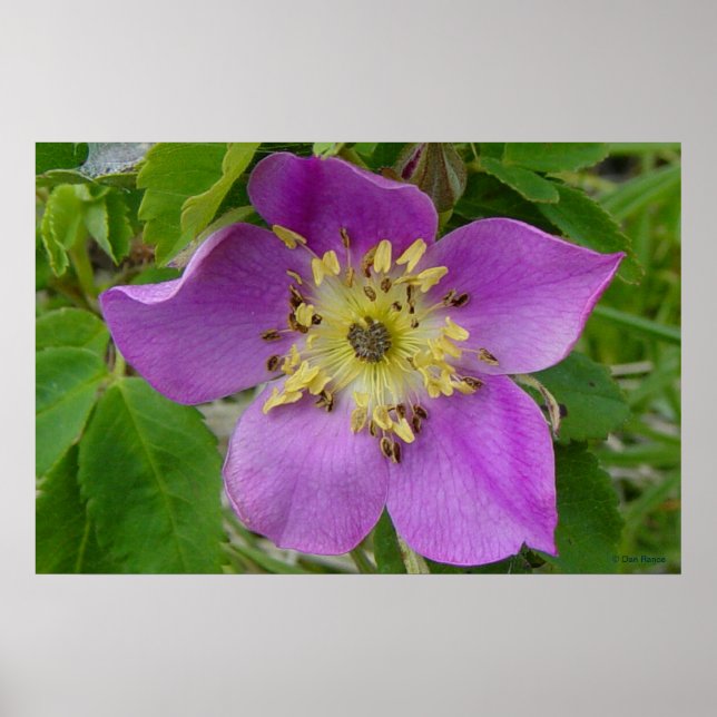 F13 Prickley Rose Alberta Wild Rose Poster (Front)