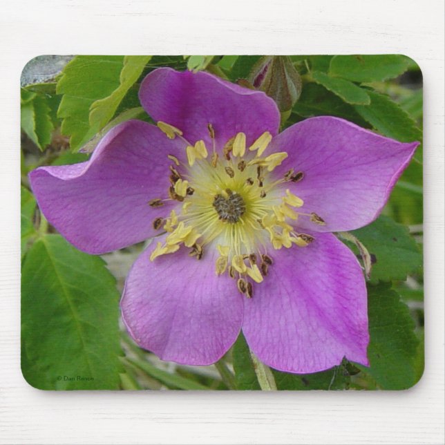 F13 Prickly Rose Alberta Wild Rose Mouse Pad (Front)
