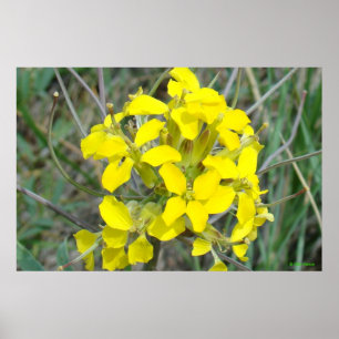 F14 Small Yellow Wildflowers Poster