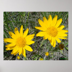 F15 Yellow Wildflowers Sneezeweed Poster