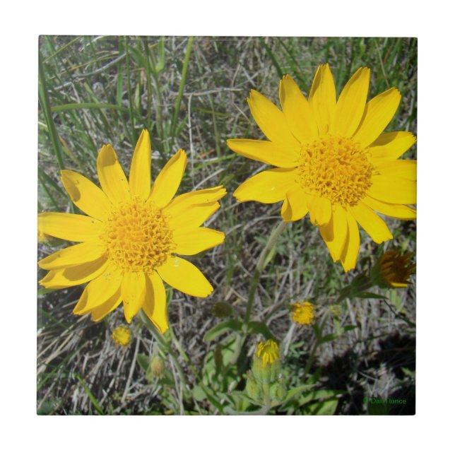 F15 Yellow Wildflowers Sneezeweed Tile (Front)