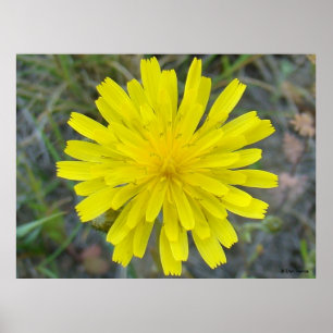 F16 Yellow Wildflower King Devil Poster