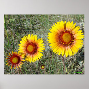 F17 Yellow Wildflowers Gaillardia Poster