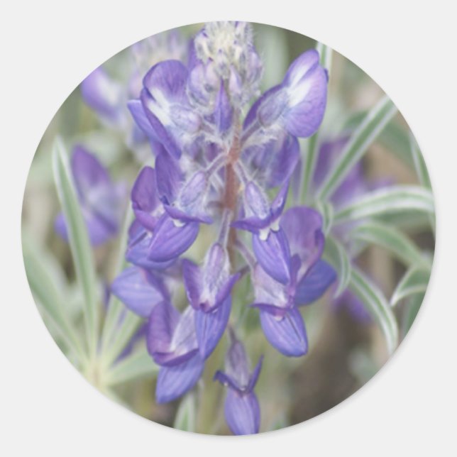F18 Purple Wildflowers Annual Lupine Classic Round Sticker (Front)