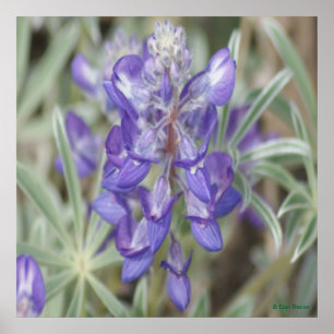 F18 Purple Wildflowers Annual Lupine Poster