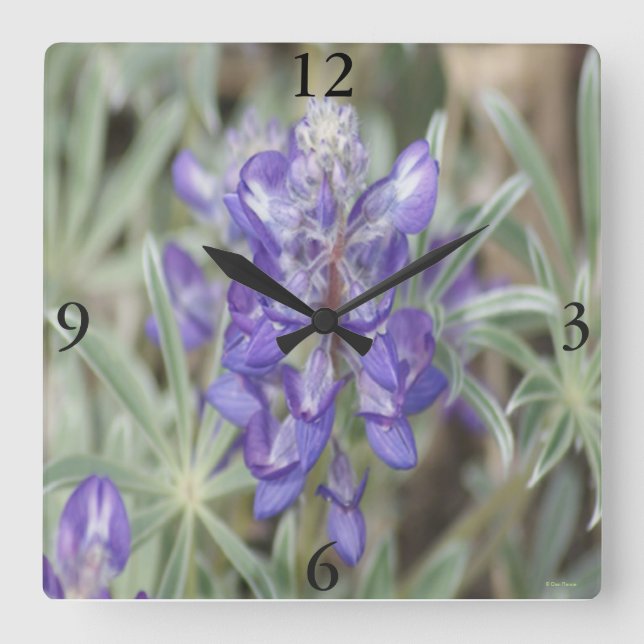 F18 Purple Wildflowers Annual Lupine Square Wall Clock (Front)