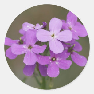 F19 Purple Wildflowers Dames Rocket Classic Round Sticker