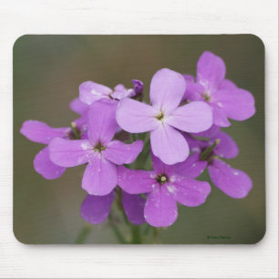 F19 Purple Wildflowers Dames Rocket Mouse Pad