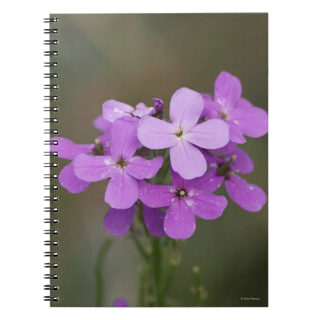 F19 Purple Wildflowers Dames Rocket Notebook (Front)
