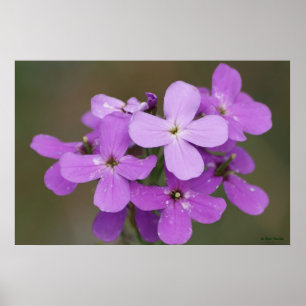 F19 Purple Wildflowers Dames Rocket Poster