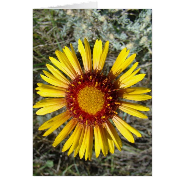 F1 Fleur sauvage jaune Gaillardia (Devant)