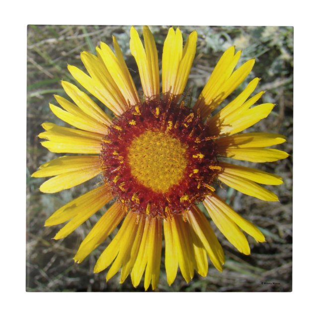 F1 Yellow Wildflower Gaillardia Tile (Front)