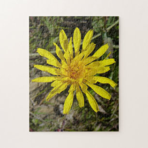 F21 Yellow Wildflower Narrow-leaved Hawks-beard Jigsaw Puzzle