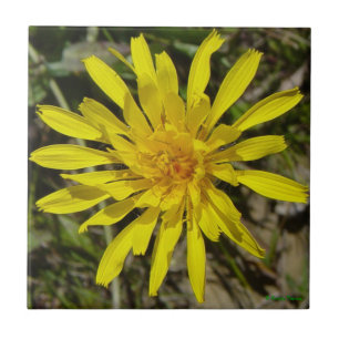 F21 Yellow Wildflower Narrow-leaved Hawks-beard Tile