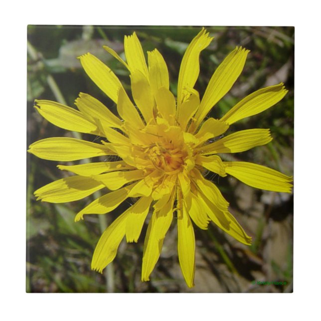 F21 Yellow Wildflower Narrow-leaved Hawks-beard Tile (Front)