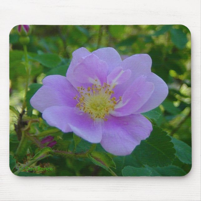 F37 Wild Rose Mouse Pad (Front)