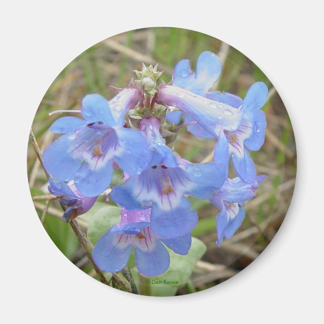 F3 Blue Wildflowers Slender Blue Beardtongue Magnet (Front)