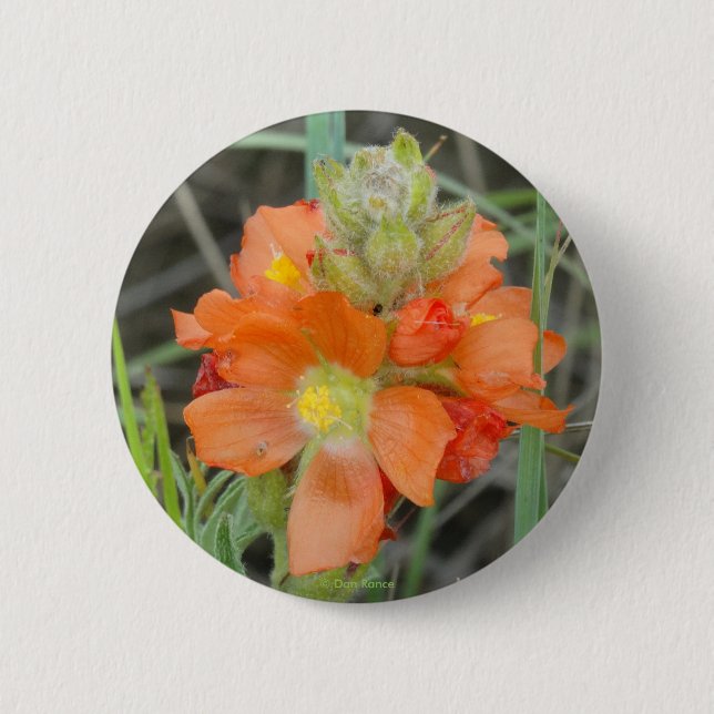F40 Orange Wildflowers Scarlet Mallow 2 Inch Round Button (Front)