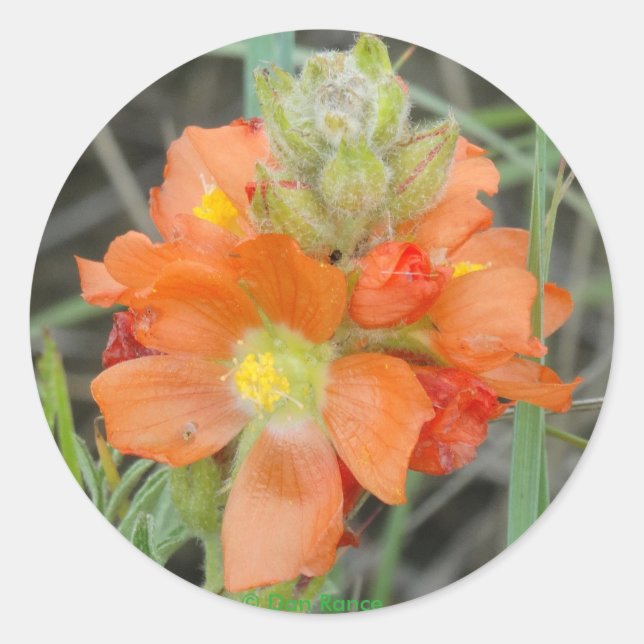 F40 Orange Wildflowers Scarlet Mallow Classic Round Sticker (Front)
