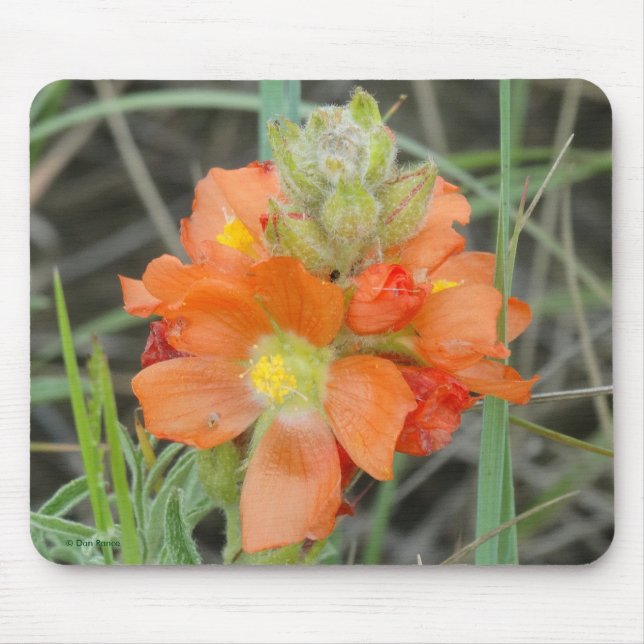 F40 Orange Wildflowers Scarlet Mallow Mouse Pad (Front)