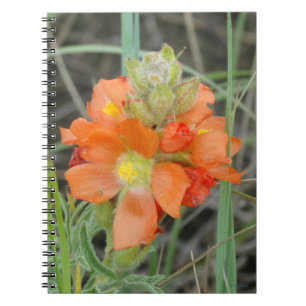 F40 Orange Wildflowers Scarlet Mallow Notebook