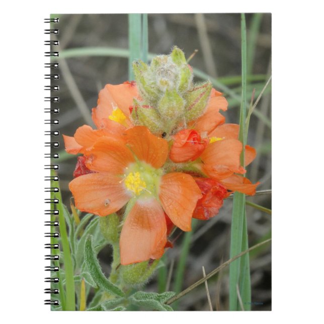 F40 Orange Wildflowers Scarlet Mallow Notebook (Front)