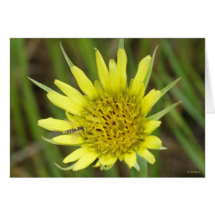 F41 Jaune Barbue de prairie