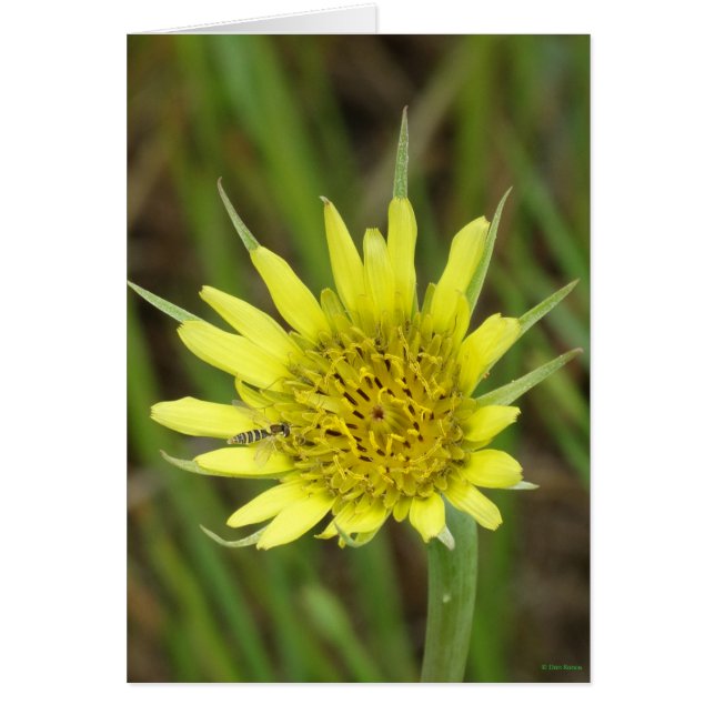 F41 Yellow Wildflower Goats-beard (Front)