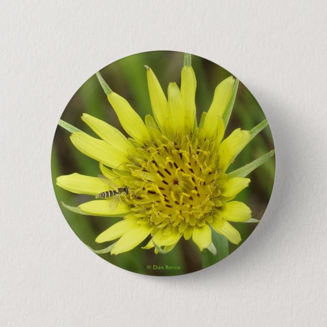 F41 Yellow Wildflower Goats-beard 2 Inch Round Button (Front)