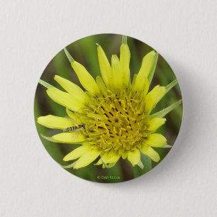 F41 Yellow Wildflower Goats-beard 2 Inch Round Button