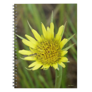 F41 Yellow Wildflower Goats Beard Notebook