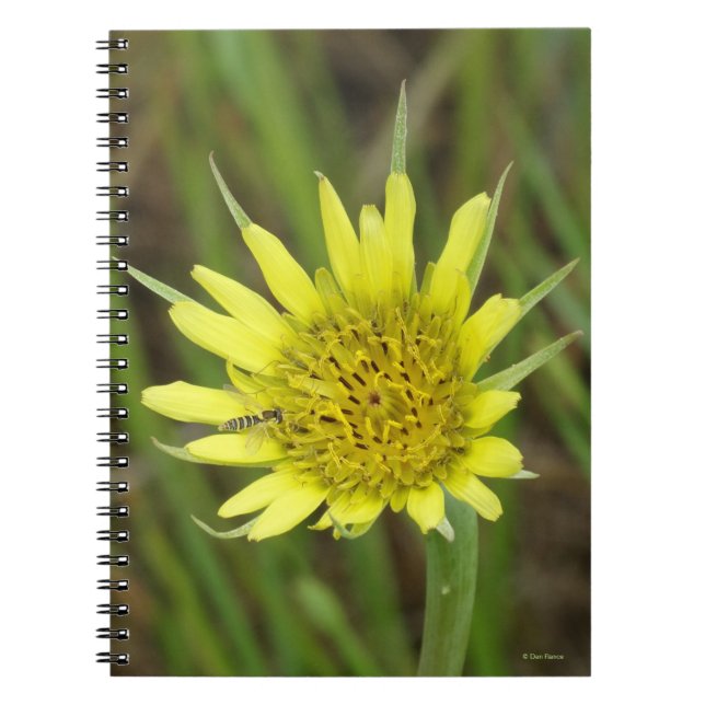 F41 Yellow Wildflower Goats Beard Notebook (Front)