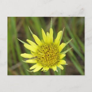 F41 Yellow Wildflower Goats-beard Postcard