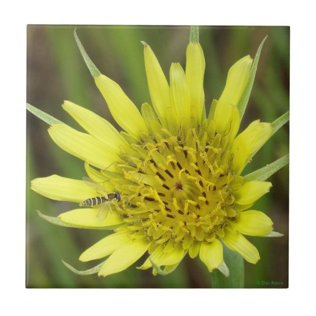 F41 Yellow Wildflower Goats-beard Tile (Front)