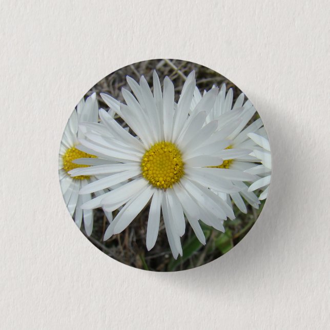 F42 White Wildflowers Smooth Aster 1 Inch Round Button (Front)